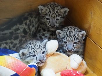 Potrójna radość w warszawskim ZOO. Mają po ponad 4 kg i już rozrabiają