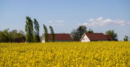 Widziałeś żółte kwiaty na polach? To efekt anomalii