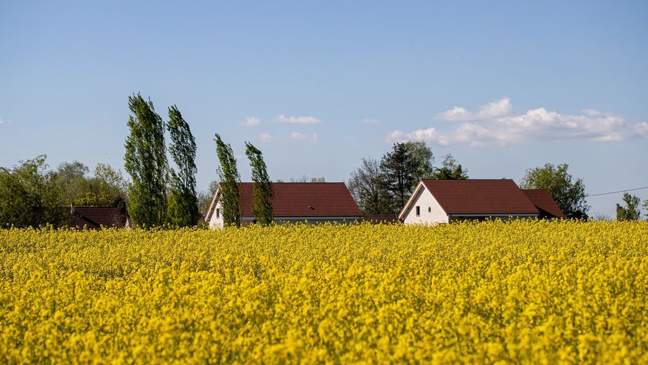 Rzepak kwitnący na polu