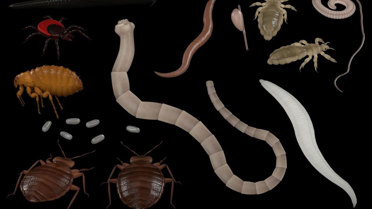 Bąblowica może nie objawiać się nawet przez 10, 20 lat