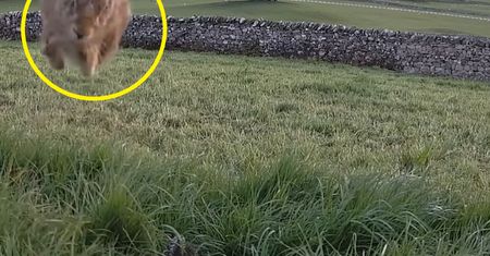 Nagrali reakcję zająca i rozbawili internautów. "Brytyjski program kosmiczny"