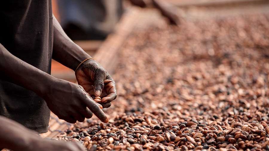 Na zdjęciu Deborah Osei-Mensah, rolniczka uprawiająca kakao w Ghanie, fot. Francis Kokoroko, Fairtrade, Fairpicture