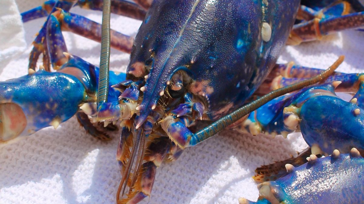 Niebieski homar o mały włos został zjedzony. Uratował go kucharz