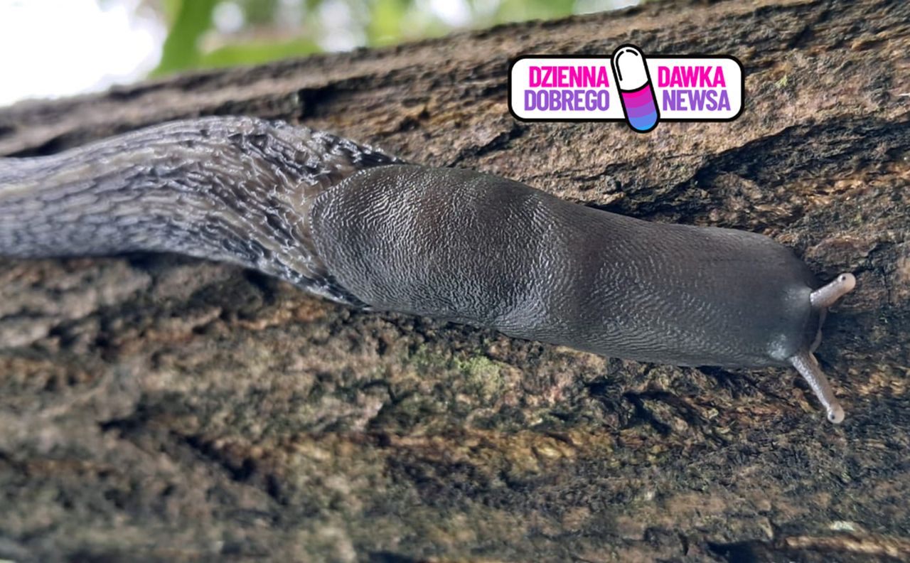 Leśnicy pokazali zdjęcie. "Bardzo ciekawe stworzenie"