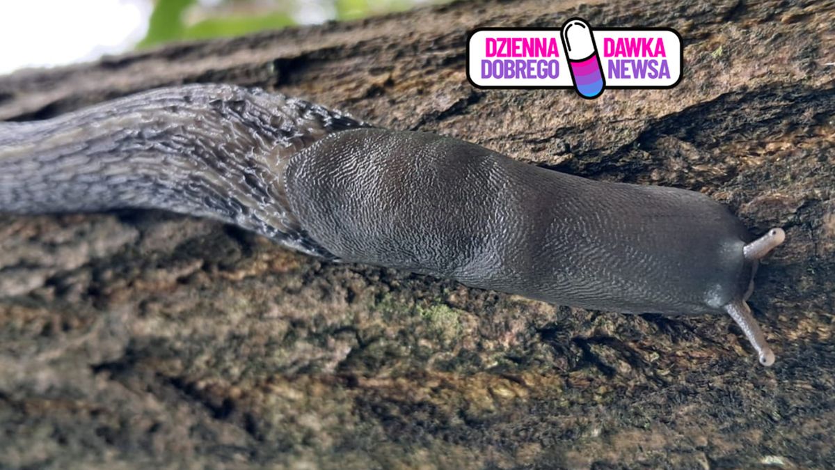 To największy występujący w Polsce ślimak nagi