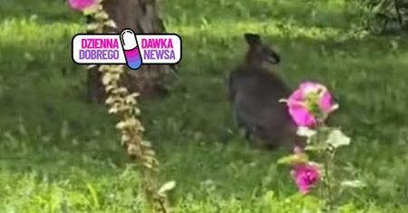 "Nie stosował się do poleceń". Kangur postawił policję na nogi