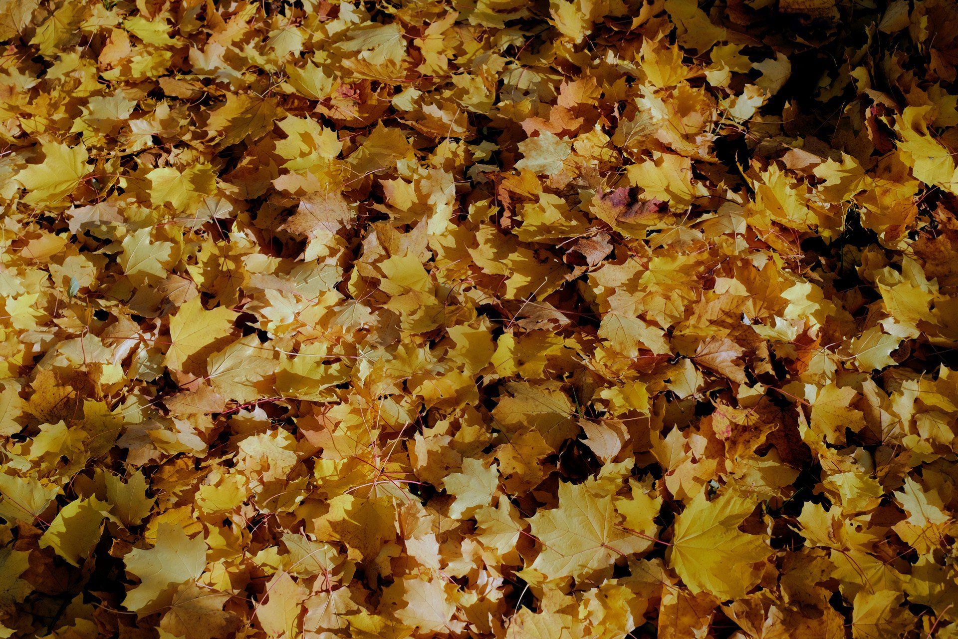 Pogoda na długi listopadowy weekend. Wszyscy liczą na &#34;złotą polską jesień&#34;