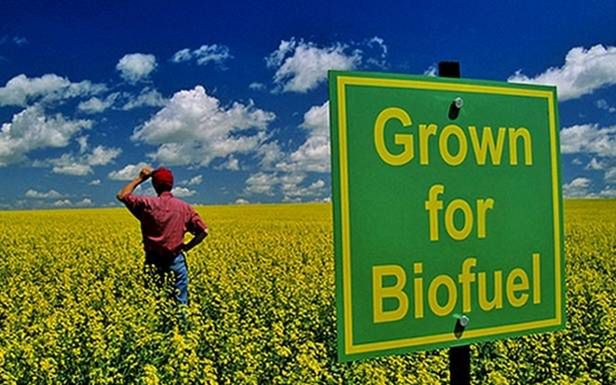 Biopaliwa wcale nie są „zielone”? (Fot. China.org.cn)