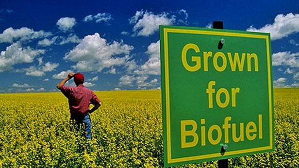 Pryska mit „zielonych” biopaliw? Szkodzą bardziej od benzyny! 1