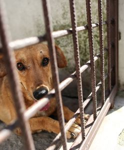 Ratują zwierzęta na wsiach. "Zakazać łańcuchów? To nie wszystko"