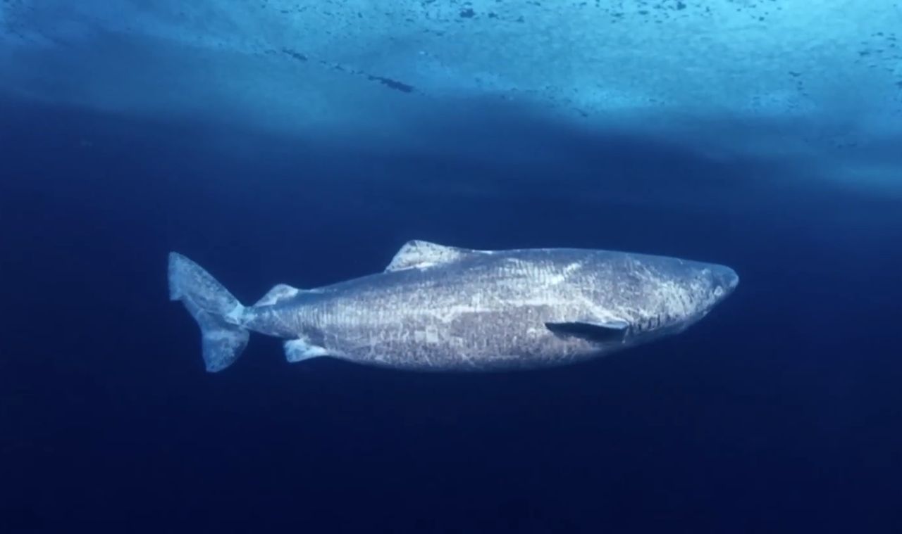 Polar sharks defy aging: Secrets of their 500-year lifespan revealed