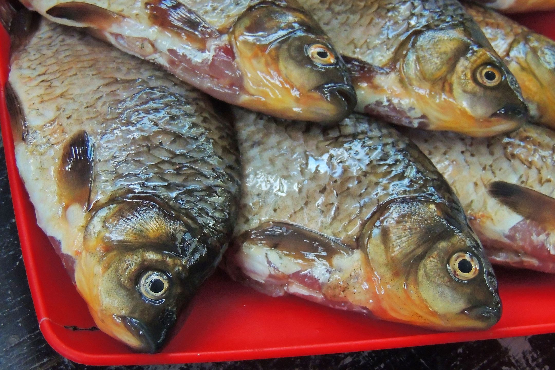 Świeży karp