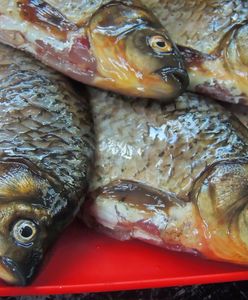 Ile kosztuje kilogram karpia? Gdzie kupić rybę, by nie przepłacić