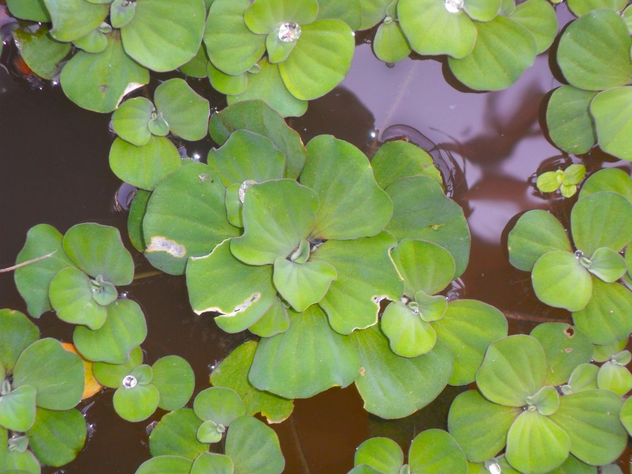 Pistia rozetkowa