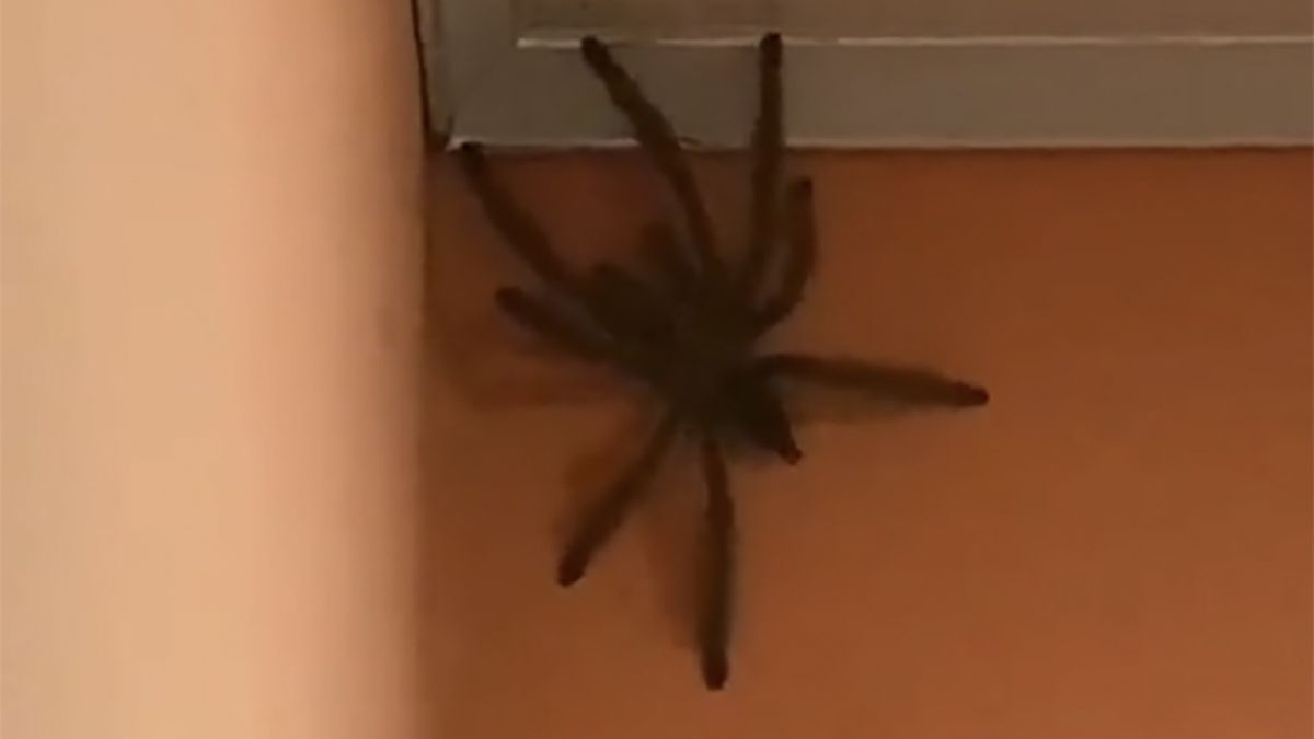 Olbrzymi pająk został zaobserwowany we wnętrzu budynku