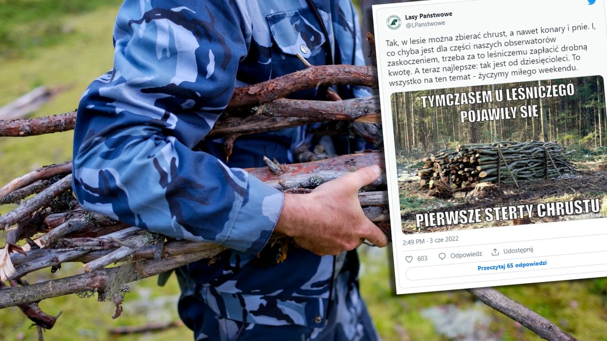 Lasy Państwowe wprowadziły nowe zasady sprzedaży drewna konsumentom 