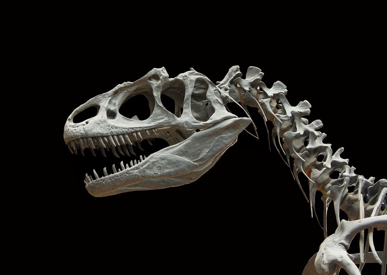Dlaczego wyginęły dinozaury?