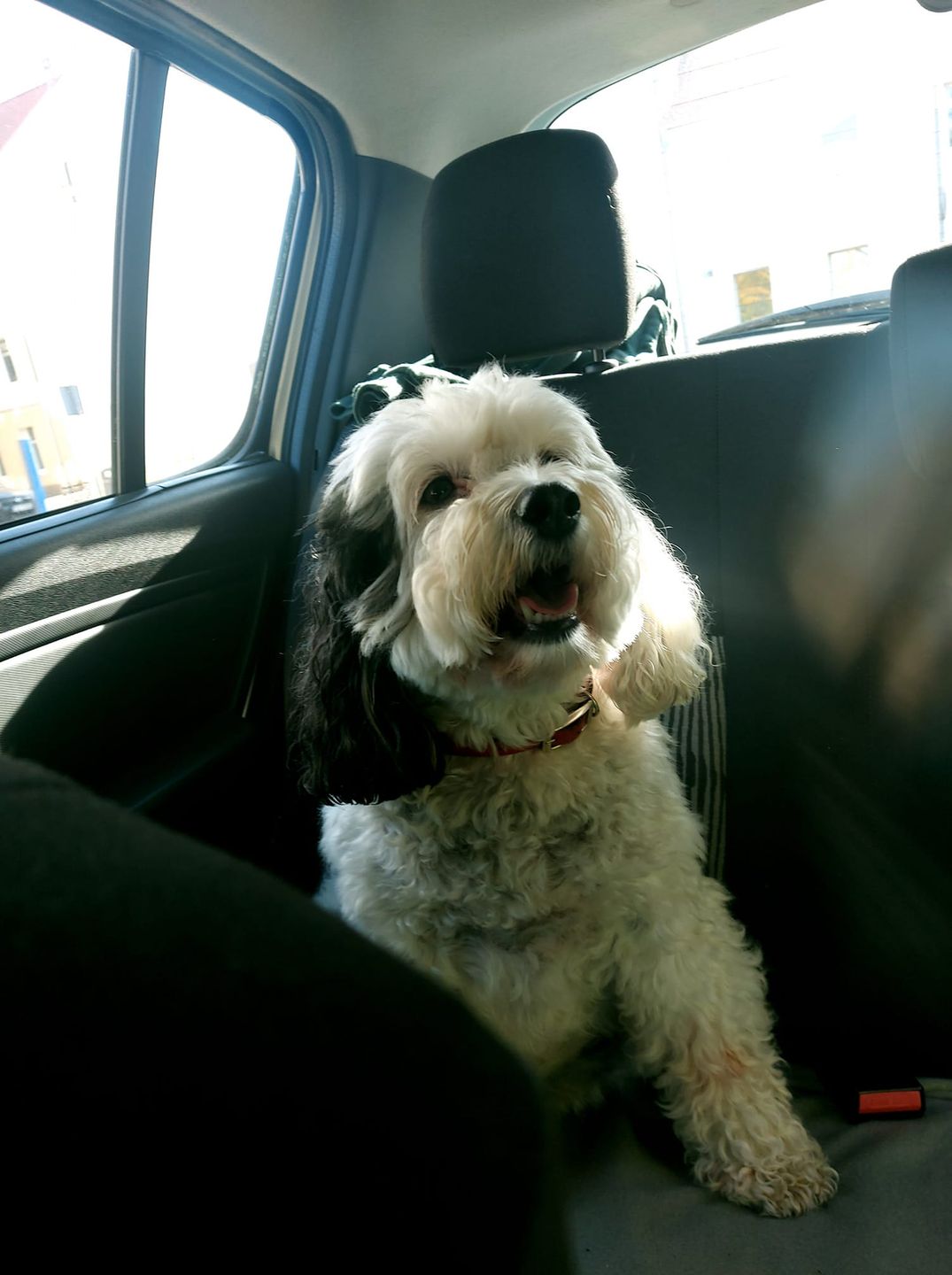 Dzień Kundelka na Pudelku! Nasi czytelnicy dzielą się z nami zdjęciami swoich pupili 