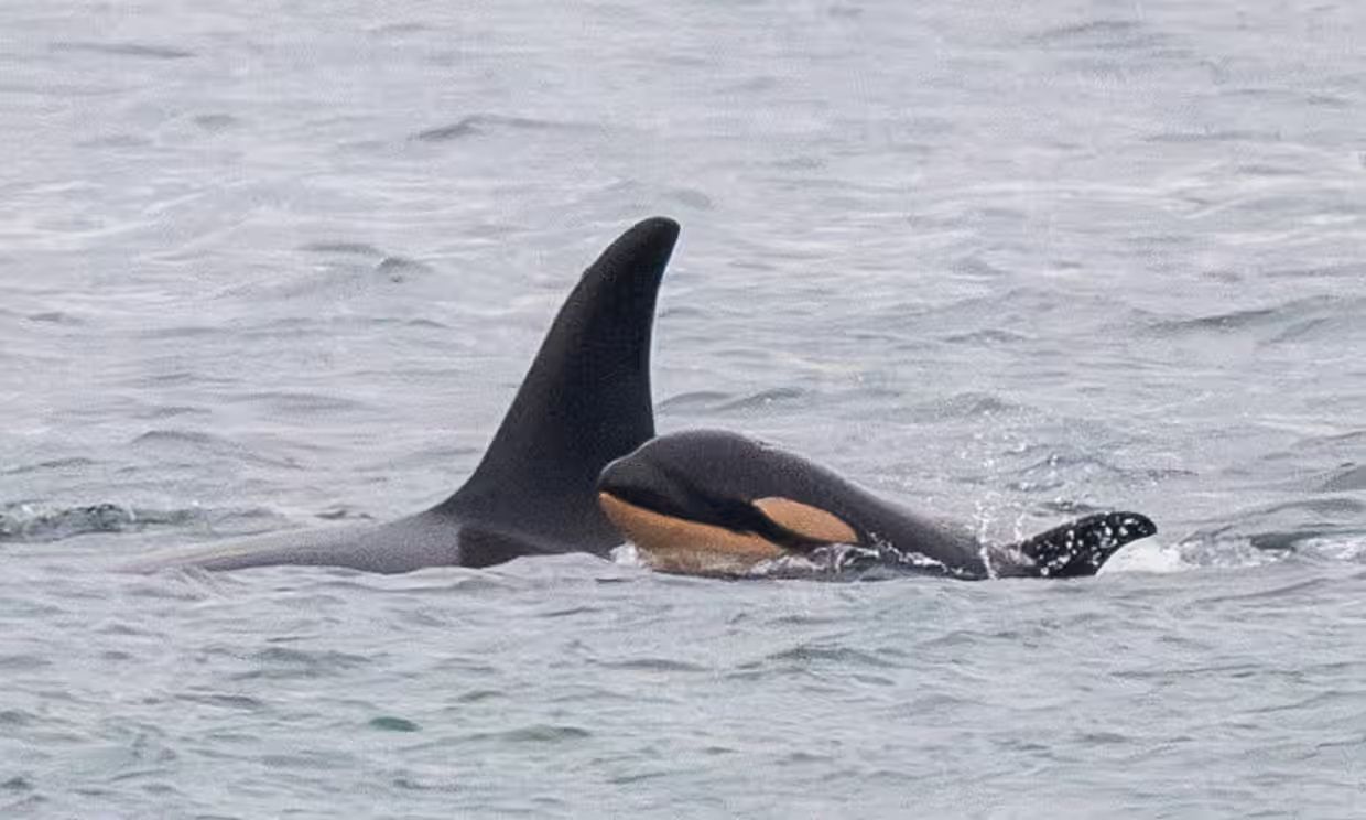 Orca-Mutter Tahlequah trauert erneut: Bedrohung der Art wächst