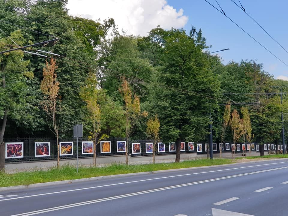 Uschnięte niedawno posadzone drzewa wzdłuż Al. Racławickich