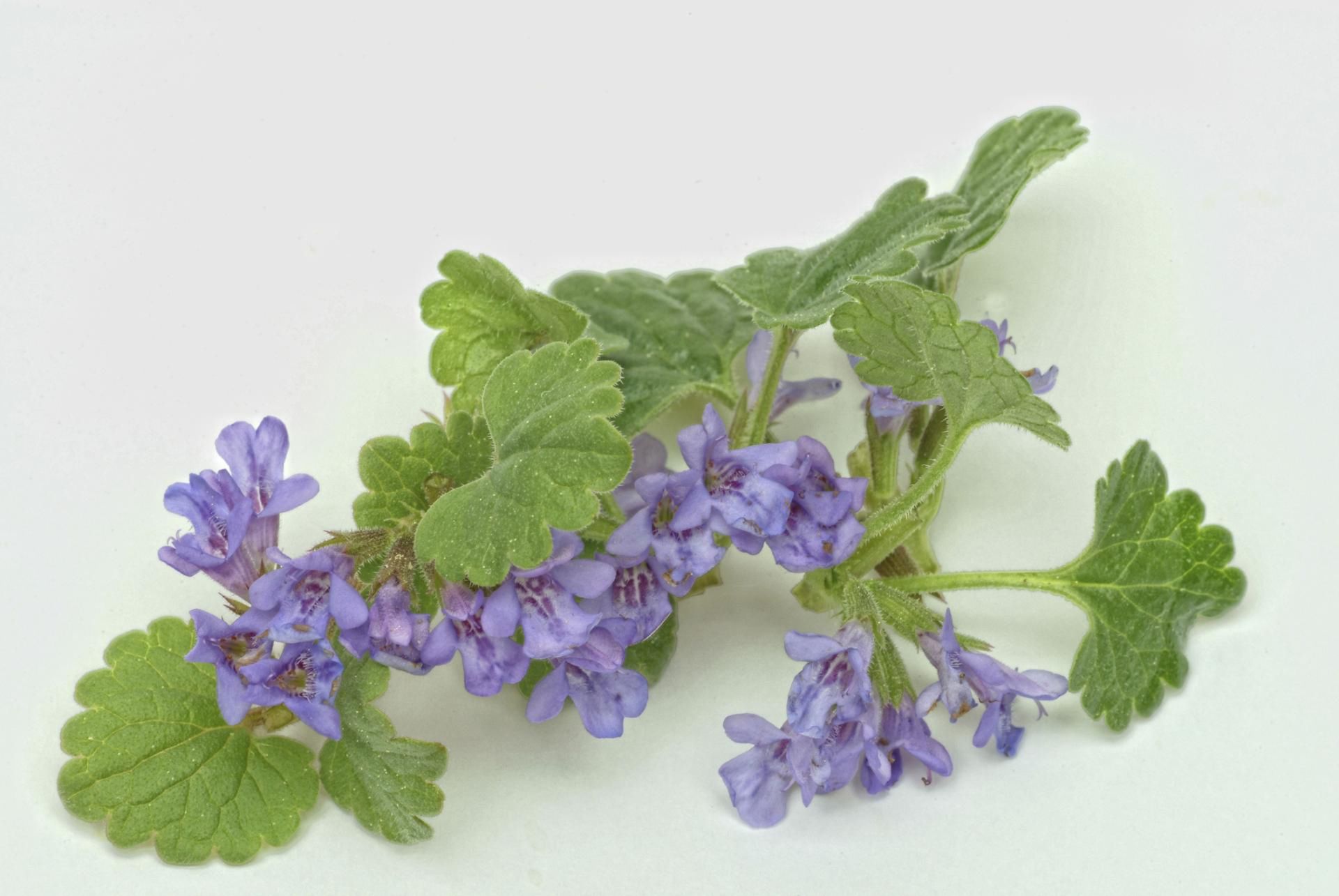 Bluszczyk kurdybanek (Glechoma hederacea)
