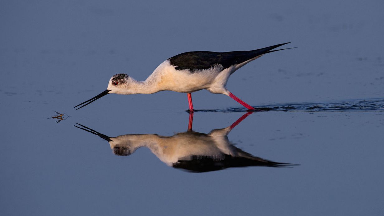 Najlepsze zdjęcia ptaków w Audubon Photo Contest 2016 5