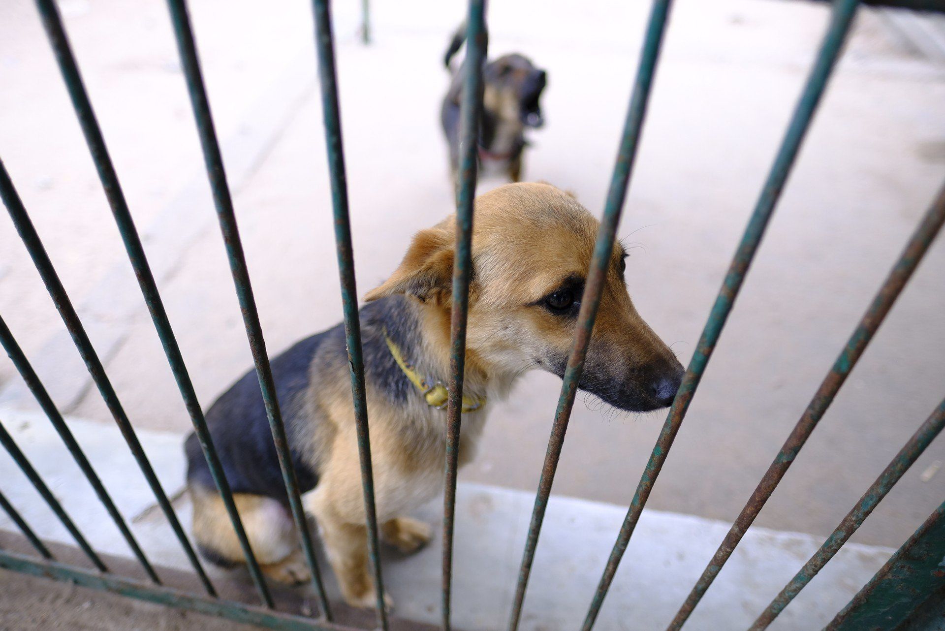 Gdzie zgłaszać błąkające się czworonogi?  Samo ogłoszenie w mediach społecznościowych nie wystarczy.