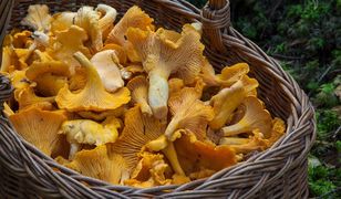 Tragedia z grzybami. Ceny kurek wystrzelą