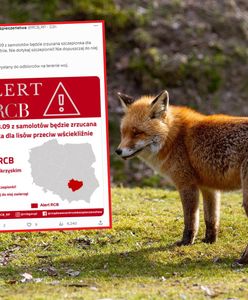 Szczepionka dla lisów. RCB ostrzega kolejne regiony. "Nie dotykaj"
