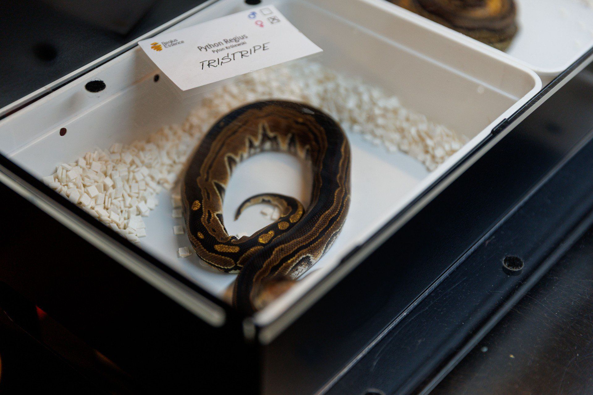 Targi terrarystyczno-akwarystyczne na Chorten Arenie dały możliwość spotkania niezwykłych gatunków zwierząt.