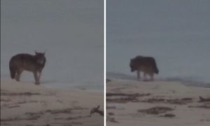 O świcie nad Bałtykiem. Tuż przy granicy z Rosją. Strażnicy oniemieli