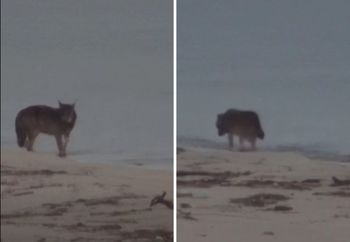 O świcie nad Bałtykiem. Tuż przy granicy z Rosją. Strażnicy oniemieli