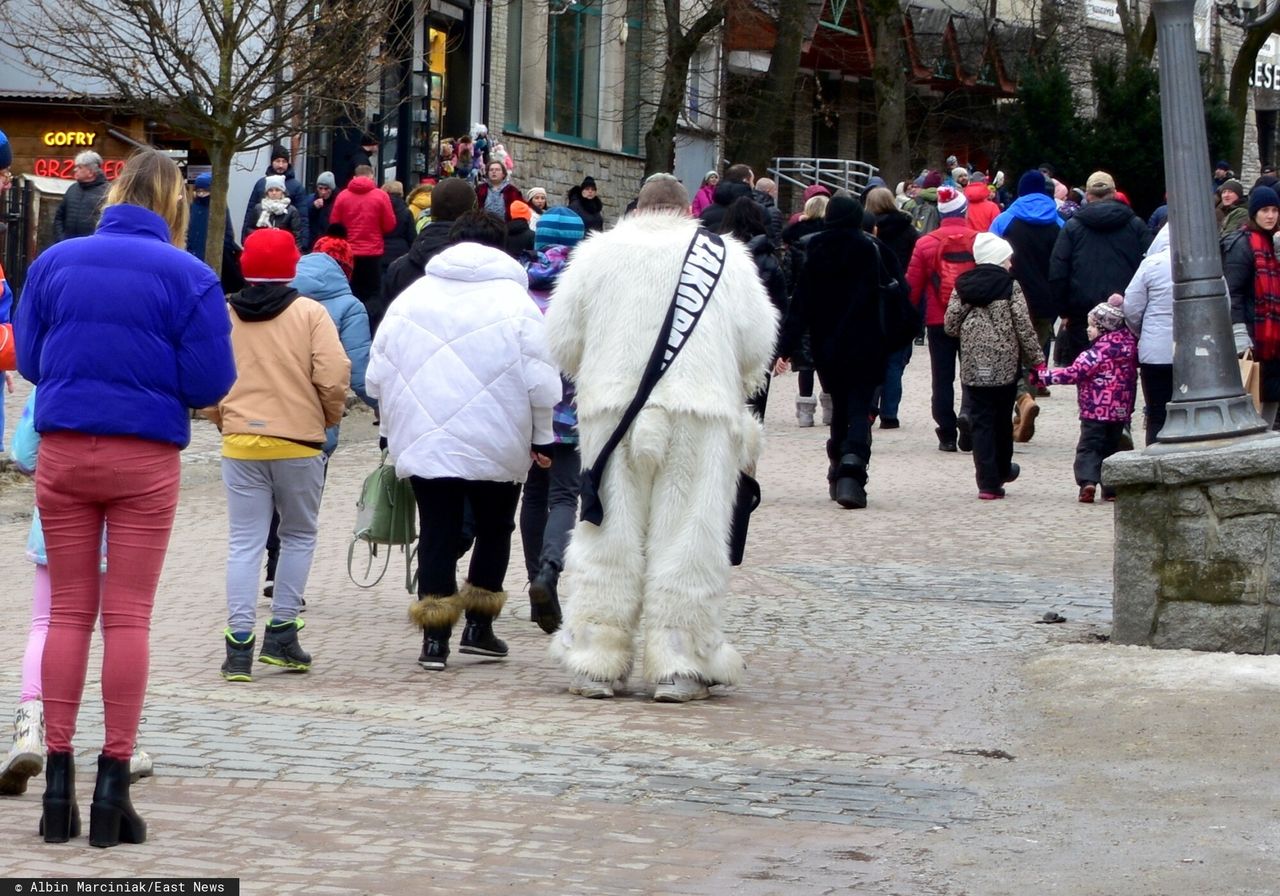 Biały miś pogrążył Zakopane. "Straty na kilkaset tys. zł"