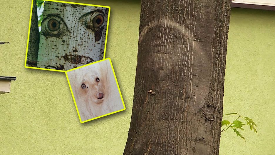 "Cud w Parczewie" to nic innego, jak pareidolia