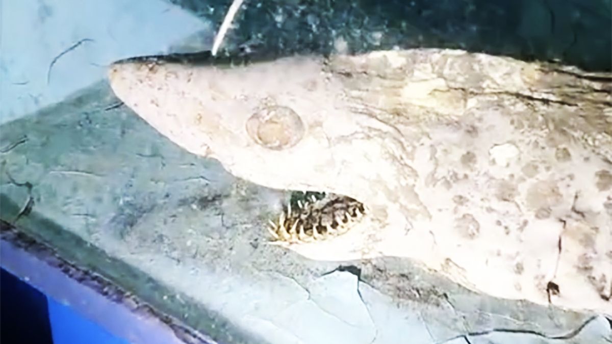 Influencerka natknęła się na pozostałości ryb prezentowanych niegdyś w akwarium