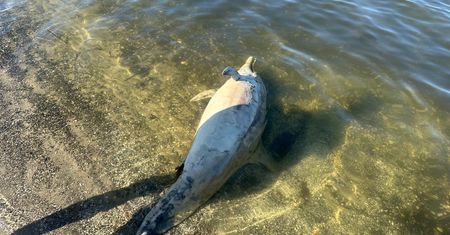 Martwy delfin na plaży nad Zalewem Szczecińskim. Coraz więcej waleni w Bałtyku