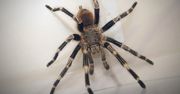 Przerażające odkrycie we Wrocławiu. Jadowity gatunek pająka z Brazylii w mieszkaniu