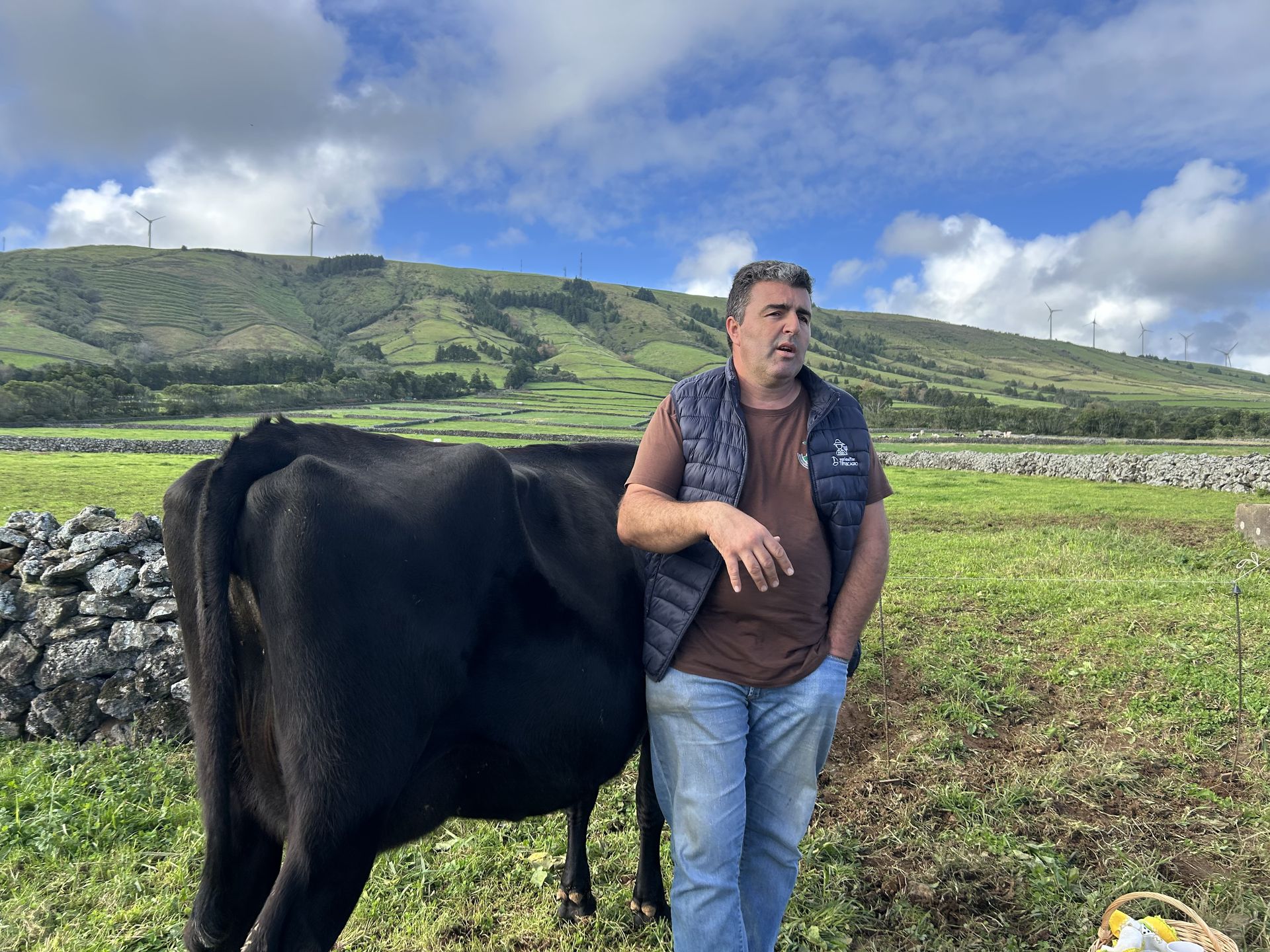 Na Terceirze jest 18 ekologicznych farm krów 