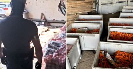 Odkrycie w marchewkach z Hiszpanii. Służby nie dały się nabrać