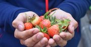 Kupujesz "polskie" truskawki? Możesz się zdziwić. To stąd są sprowadzane