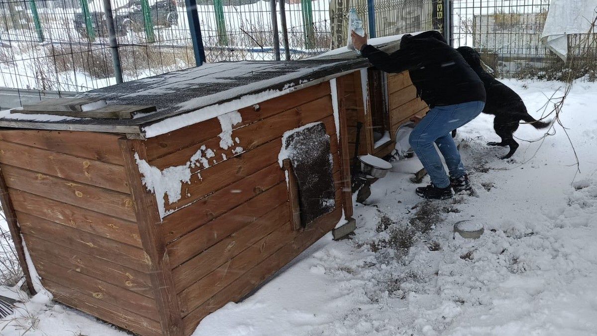 Pies pozostał sam na terenie firmy