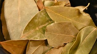 Dorzucam nie tylko do mięsa. Obniży cholesterol i ukoi żołądek