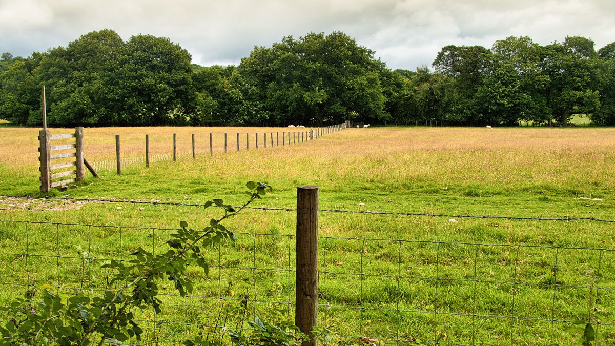 Wysokie kary za wypalanie traw