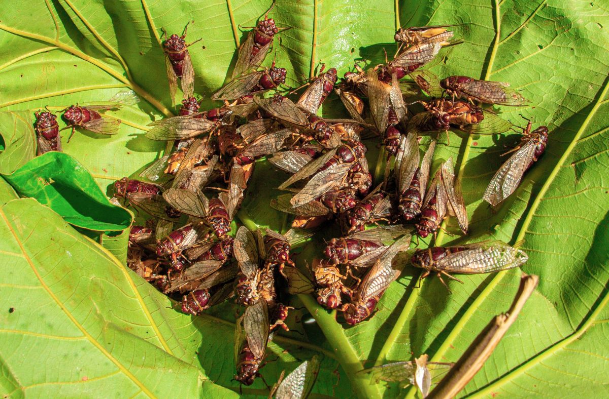 Zombie cicadas will attack the USA.