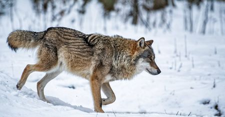 Strzelił do wilka, szukają go Czesi. Zwierzę konało 36 godzin