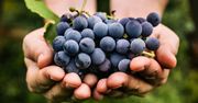 Zbawienny wpływ winogron. 6 powodów, by jeść je jak najczęściej