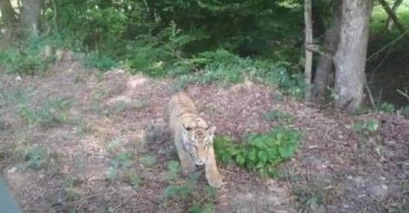 Uciekł z ZOO. Alarm na Słowacji