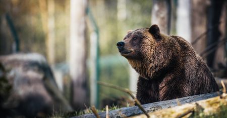 Grizzly stratował kamerę. Był przy tym wyjątkowo agresywny