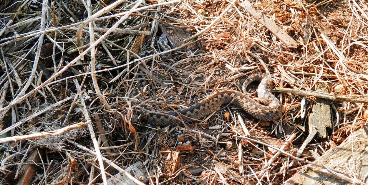 Uważaj na to podczas spaceru. Leśnicy radzą patrzeć pod nogi