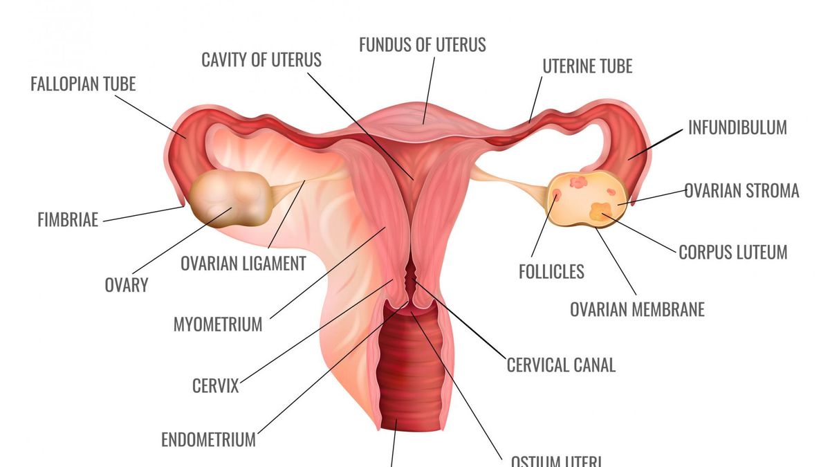 Szyjka macicy zmienia się wraz z cyklem miesięcznym